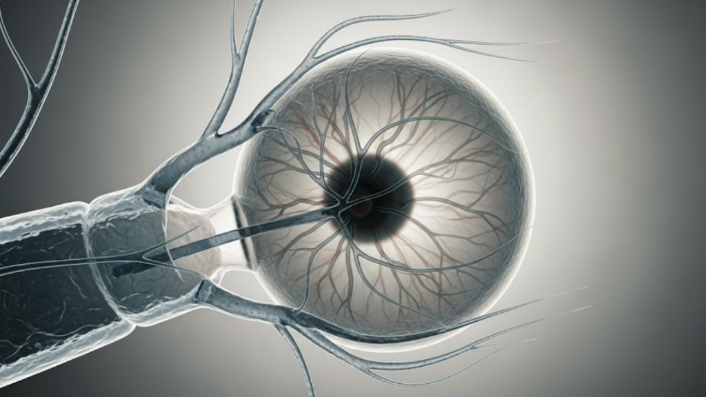 Conoce más sobre el nervio óptico y su función en tu ojo.